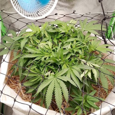 Og kush growlog timeline photo
