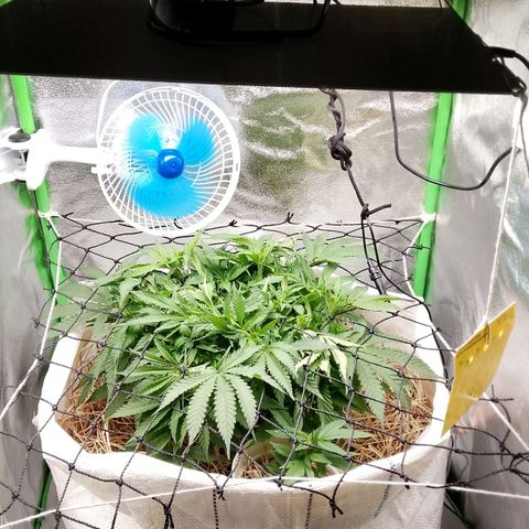 Og kush growlog timeline photo