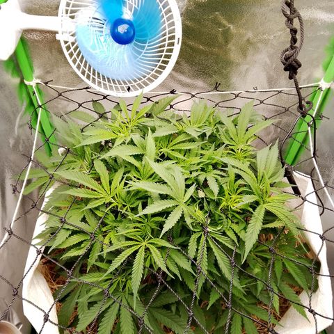 Og kush growlog timeline photo