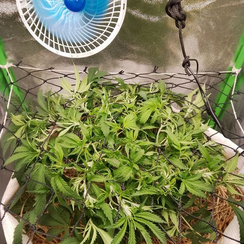 Og kush growlog timeline photo