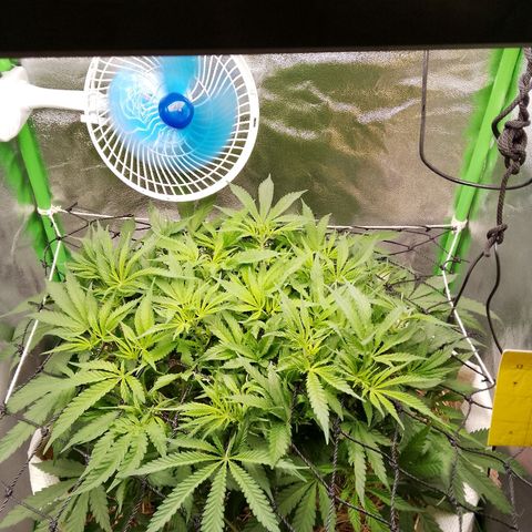 Og kush growlog timeline photo