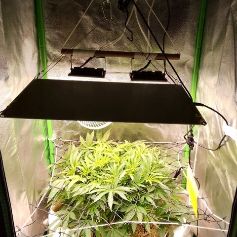 Og kush growlog timeline photo