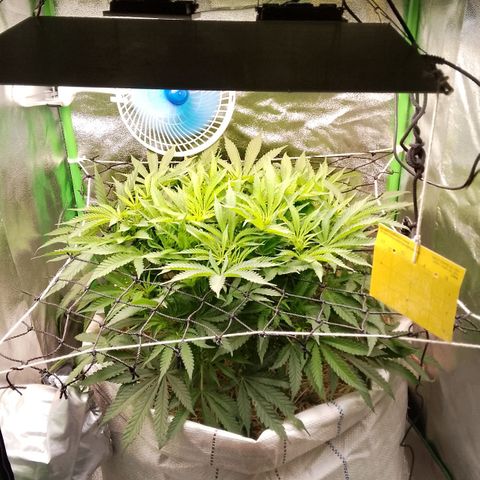 Og kush growlog timeline photo