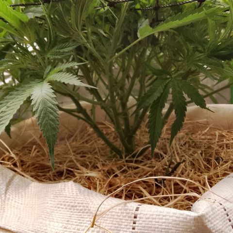 Og kush growlog timeline photo