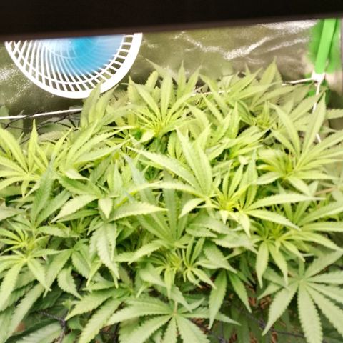 Og kush growlog photo: Primeiros pistilos apareceram 