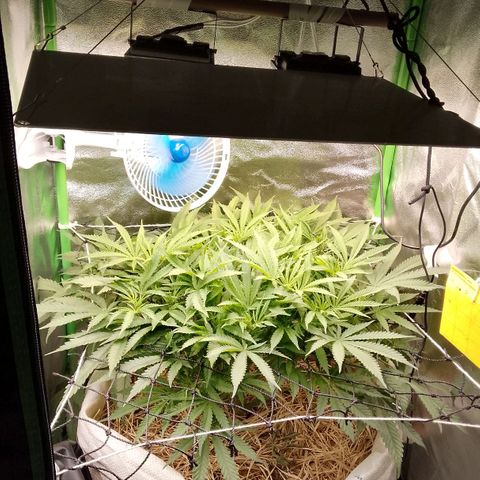 Og kush growlog photo: Primeiros pistilos apareceram 