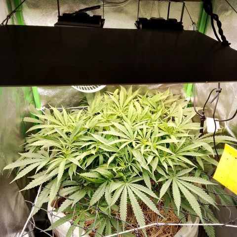 Og kush growlog timeline photo