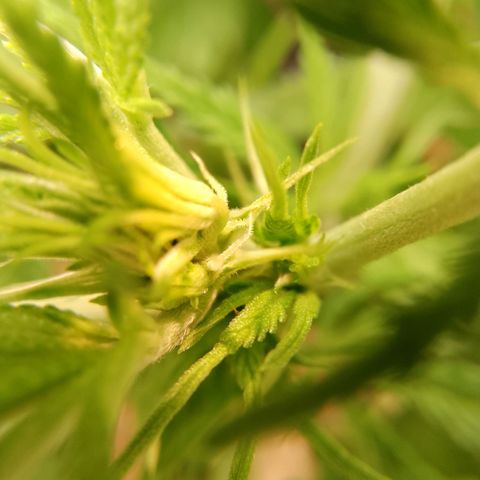 Og kush growlog timeline photo