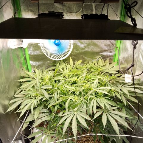 Og kush growlog timeline photo