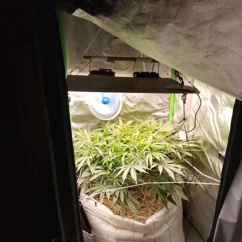 Og kush growlog timeline photo