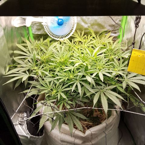Og kush growlog timeline photo