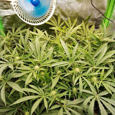 Og kush growlog timeline photo