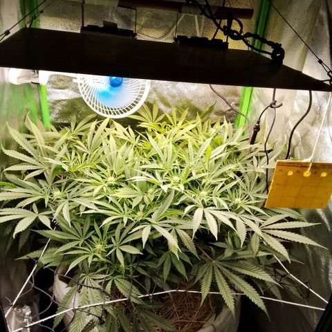 Og kush growlog timeline photo
