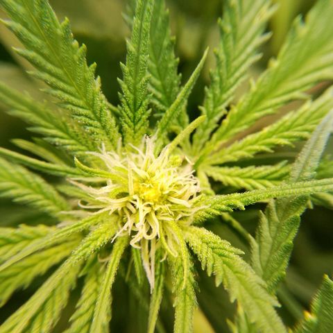 Og kush growlog timeline photo