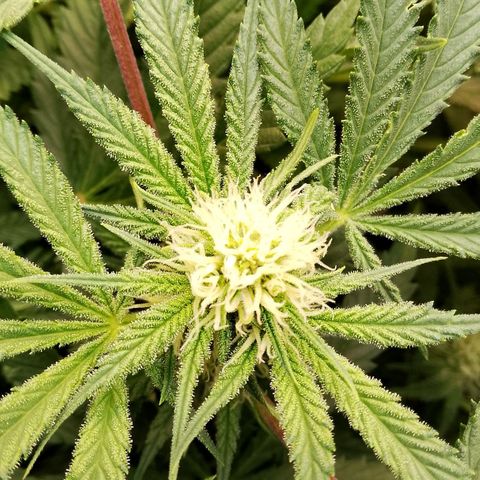 Og kush growlog timeline photo