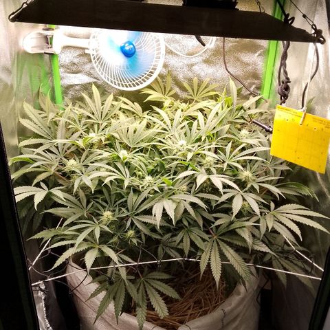 Og kush growlog timeline photo