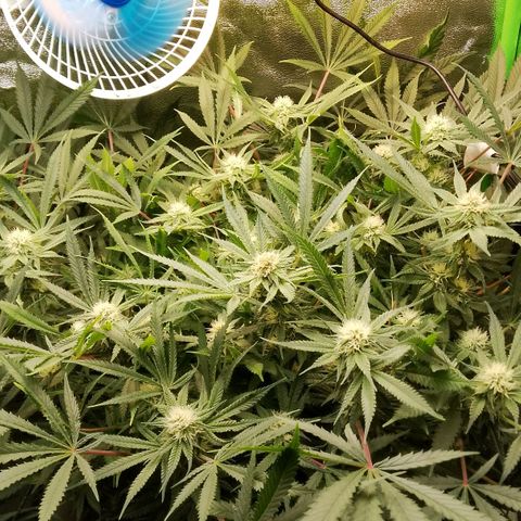 Og kush growlog timeline photo