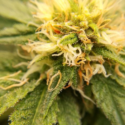Og kush growlog timeline photo