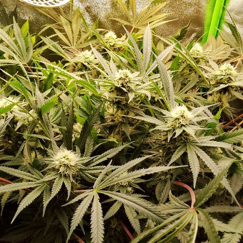 Og kush growlog timeline photo