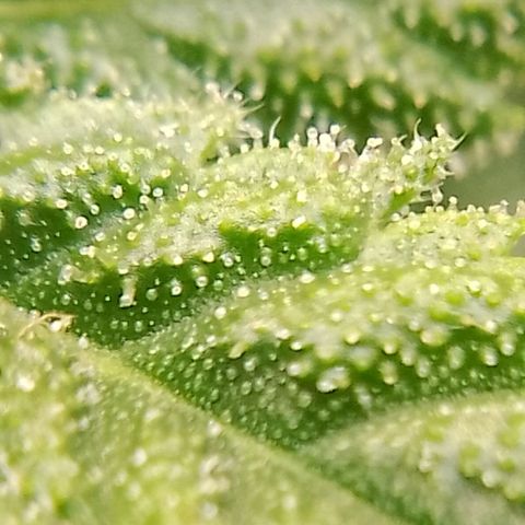 Og kush growlog timeline photo