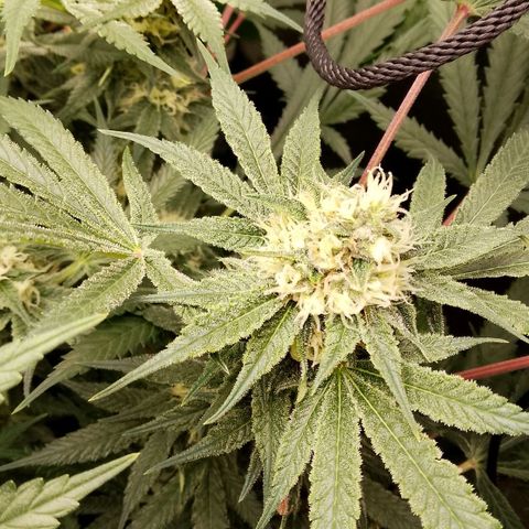 Og kush growlog timeline photo