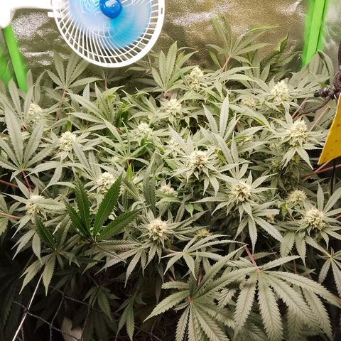 Og kush growlog timeline photo