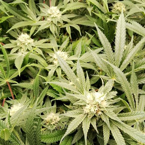 Og kush growlog timeline photo