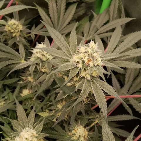 Og kush growlog timeline photo