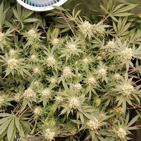 Og kush growlog timeline photo