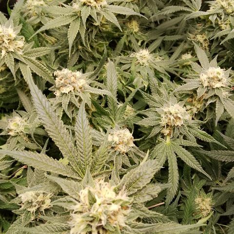 Og kush growlog timeline photo
