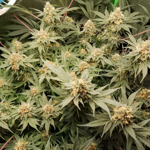 Og kush growlog timeline photo