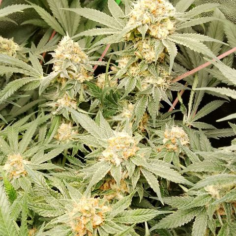 Og kush growlog timeline photo