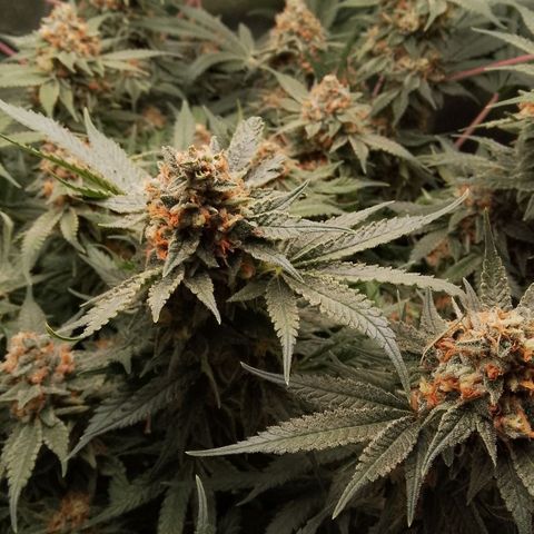 Og kush growlog timeline photo