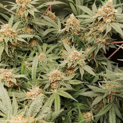 Og kush growlog timeline photo