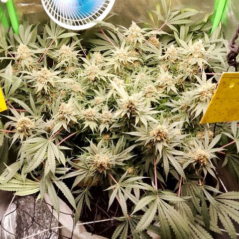 Og kush growlog timeline photo