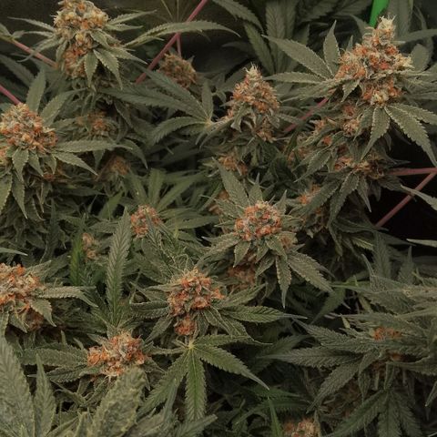 Og kush growlog timeline photo