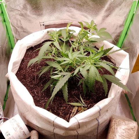 OG Kush growlog timeline photo