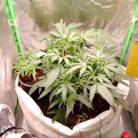 OG Kush growlog timeline photo