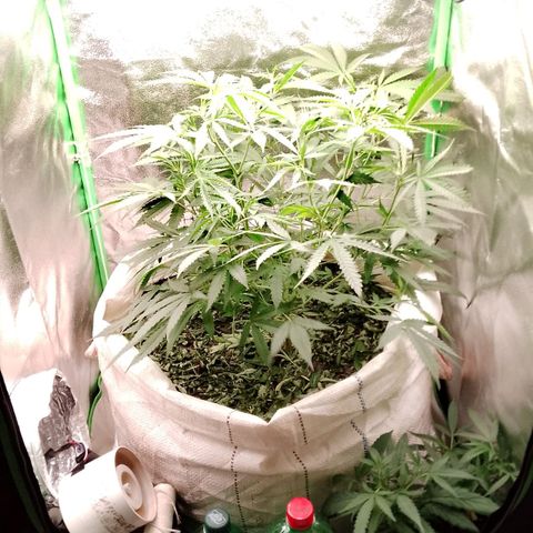 OG Kush growlog timeline photo
