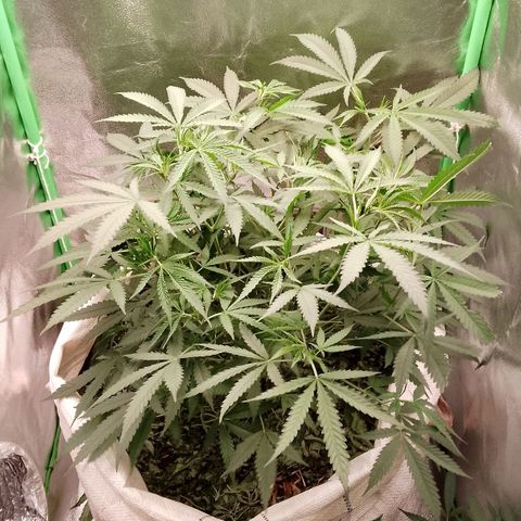 OG Kush growlog timeline photo