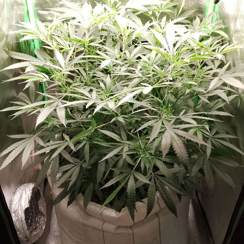 OG Kush growlog timeline photo