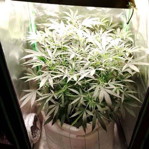 OG Kush growlog timeline photo