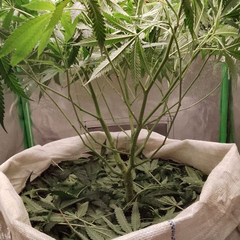 OG Kush growlog timeline photo