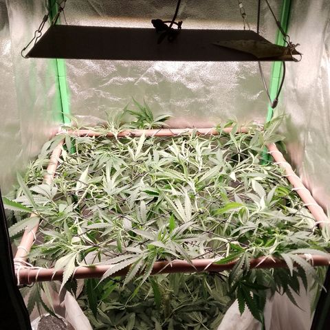 OG Kush growlog timeline photo