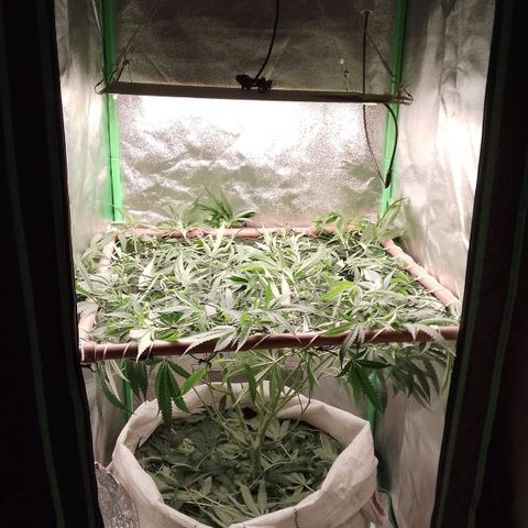OG Kush growlog timeline photo