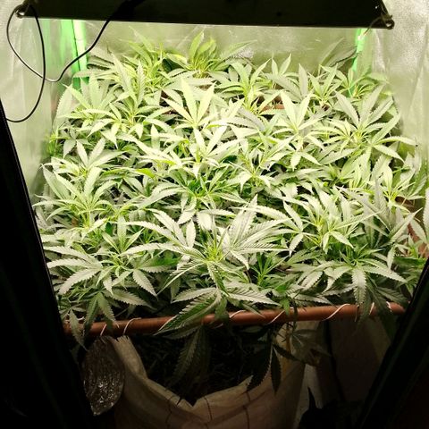 OG Kush growlog timeline photo