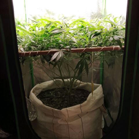 OG Kush growlog timeline photo