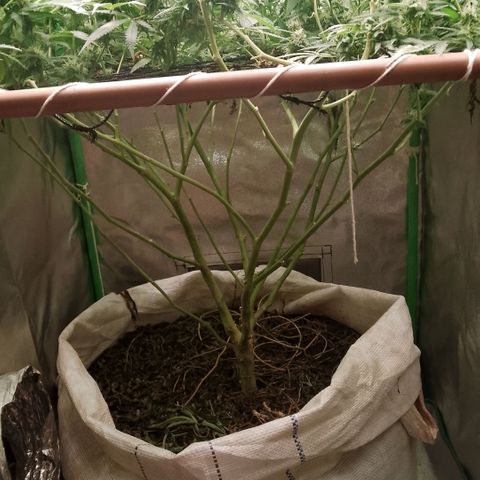 OG Kush growlog timeline photo