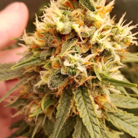 OG Kush growlog timeline photo