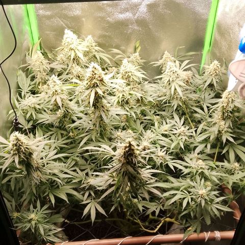 OG Kush growlog timeline photo